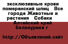 эксклюзивные крови-померанский шпиц - Все города Животные и растения » Собаки   . Алтайский край,Белокуриха г.